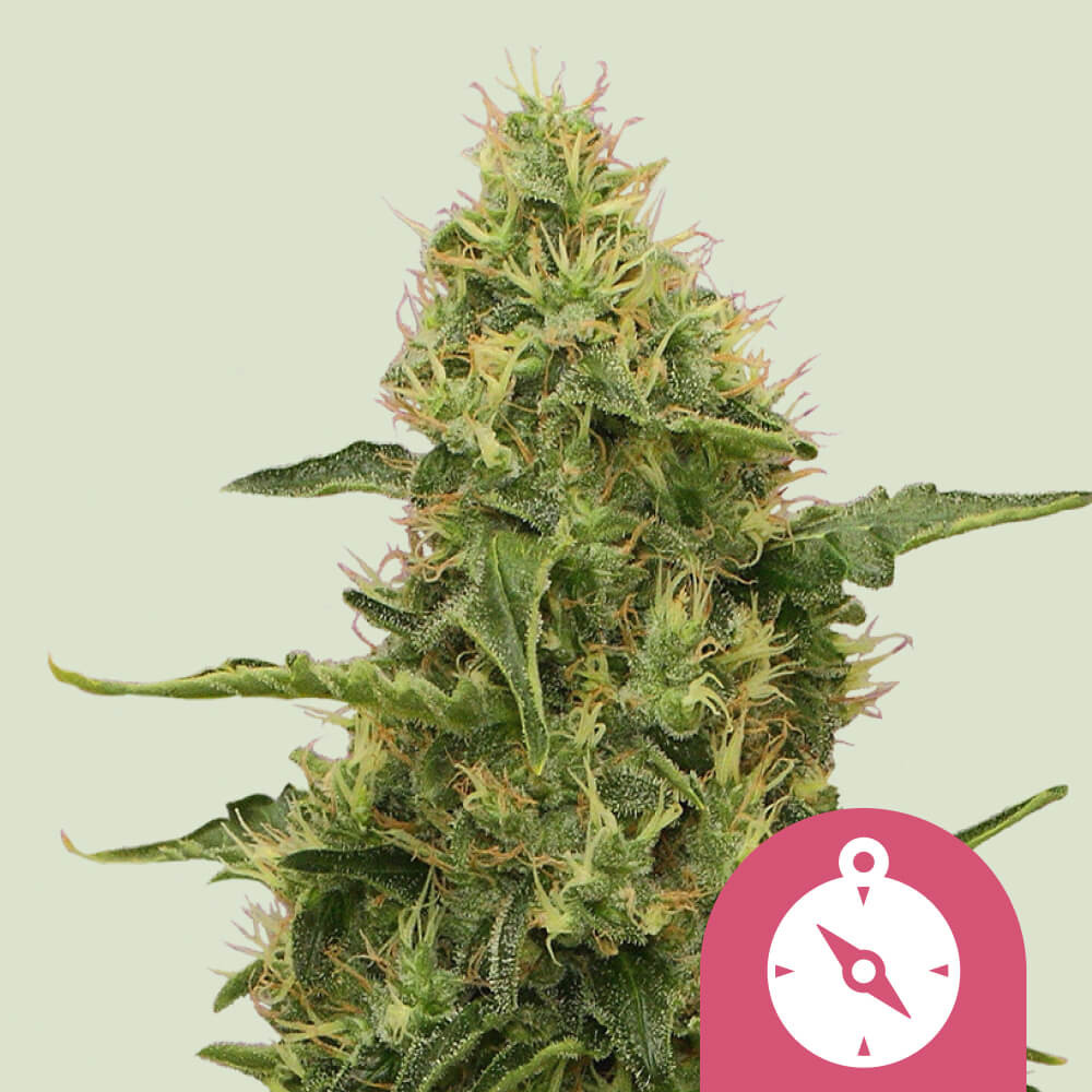 Acquista i semi femminizzati di Northern Light - Royal Queen Seeds