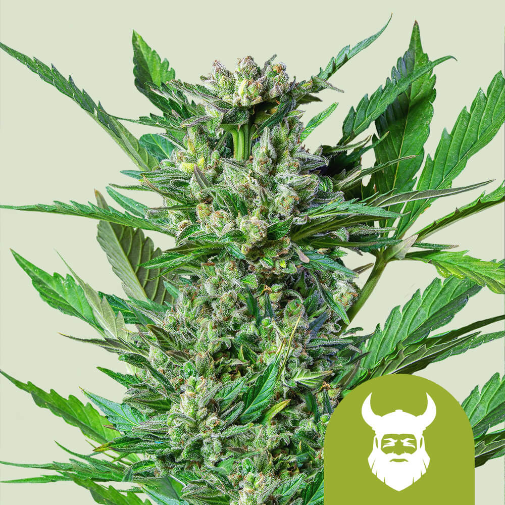 Royal Dwarf Semi di Cannabis - Royal Queen Seeds