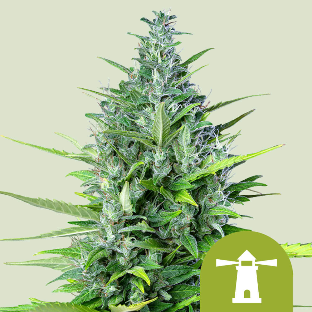 Royal Haze Auto Semi di Cannabis - Royal Queen Seeds