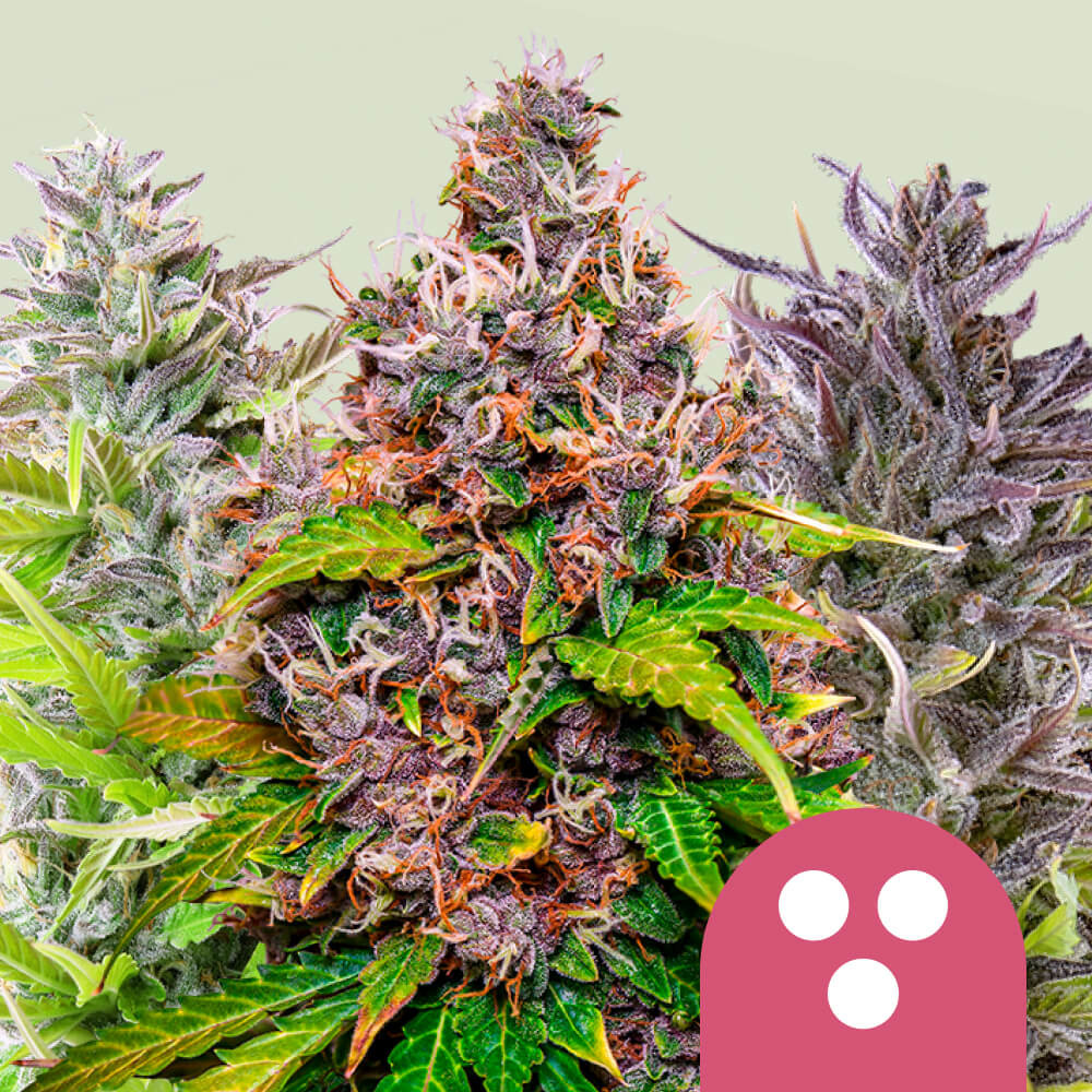 Mix Femminilizzata Semi di Cannabis - Royal Queen Seeds