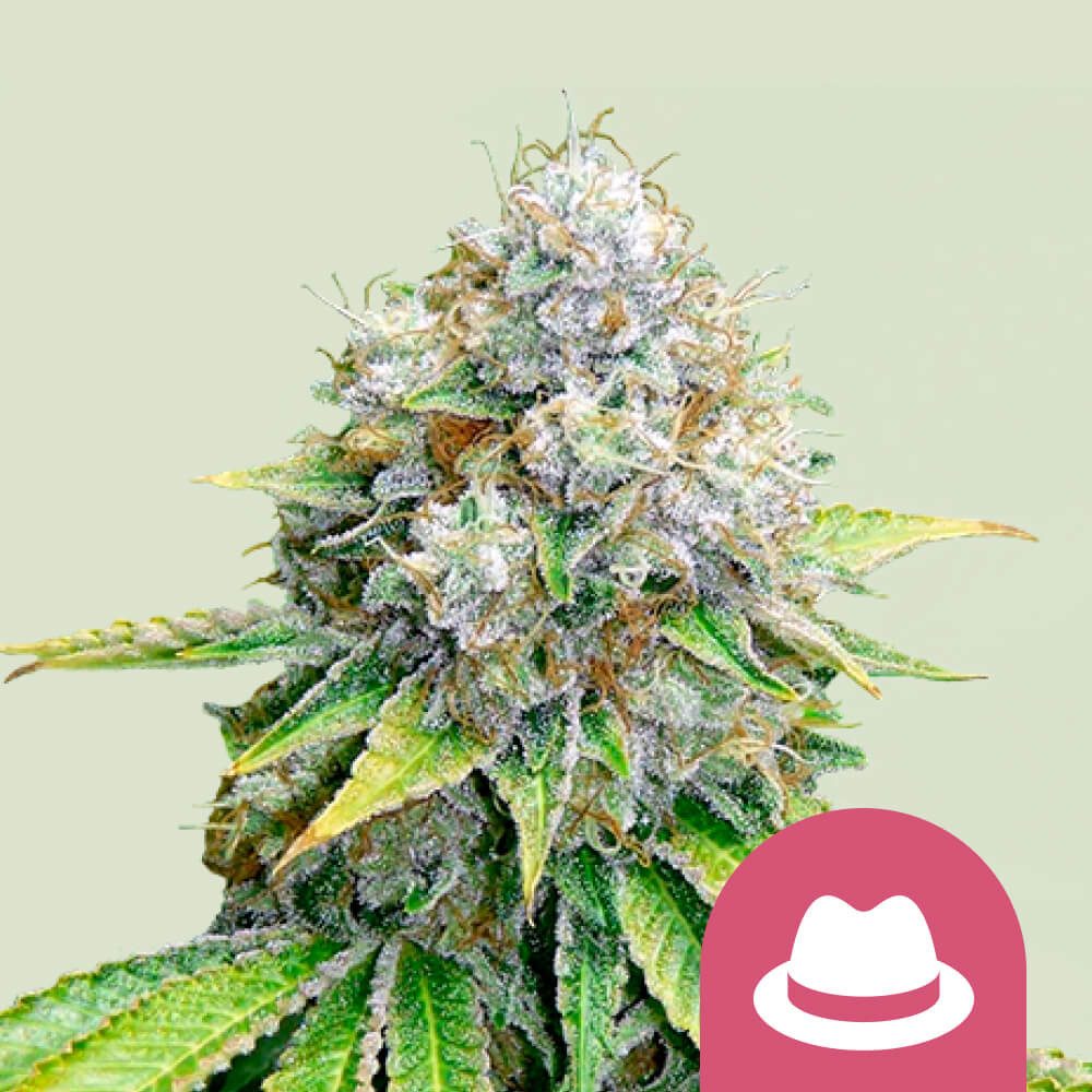 Semi di Cannabis dal THC alto - Dinafem Seeds