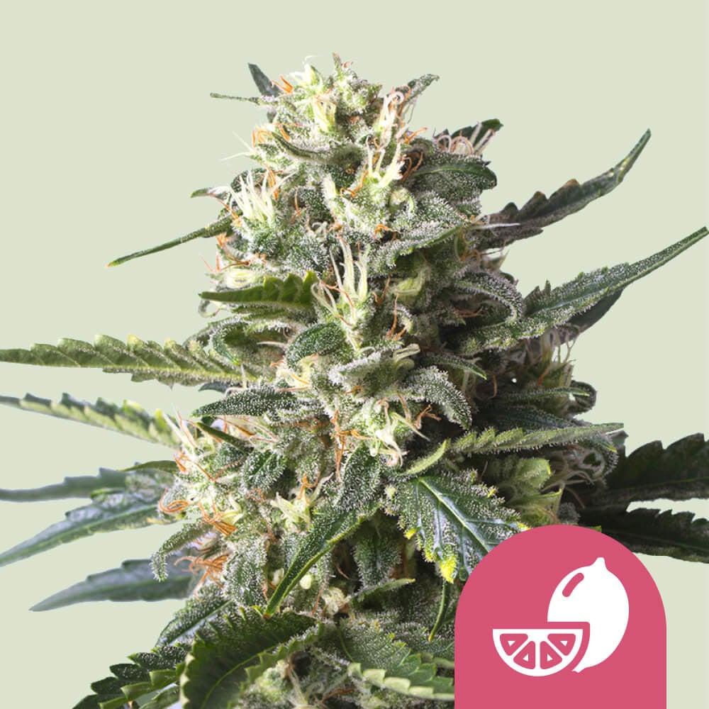 Green House Seeds, Semi Super Lemon Haze Auto, Autofiorenti Femminizzati, 1, 3, 5