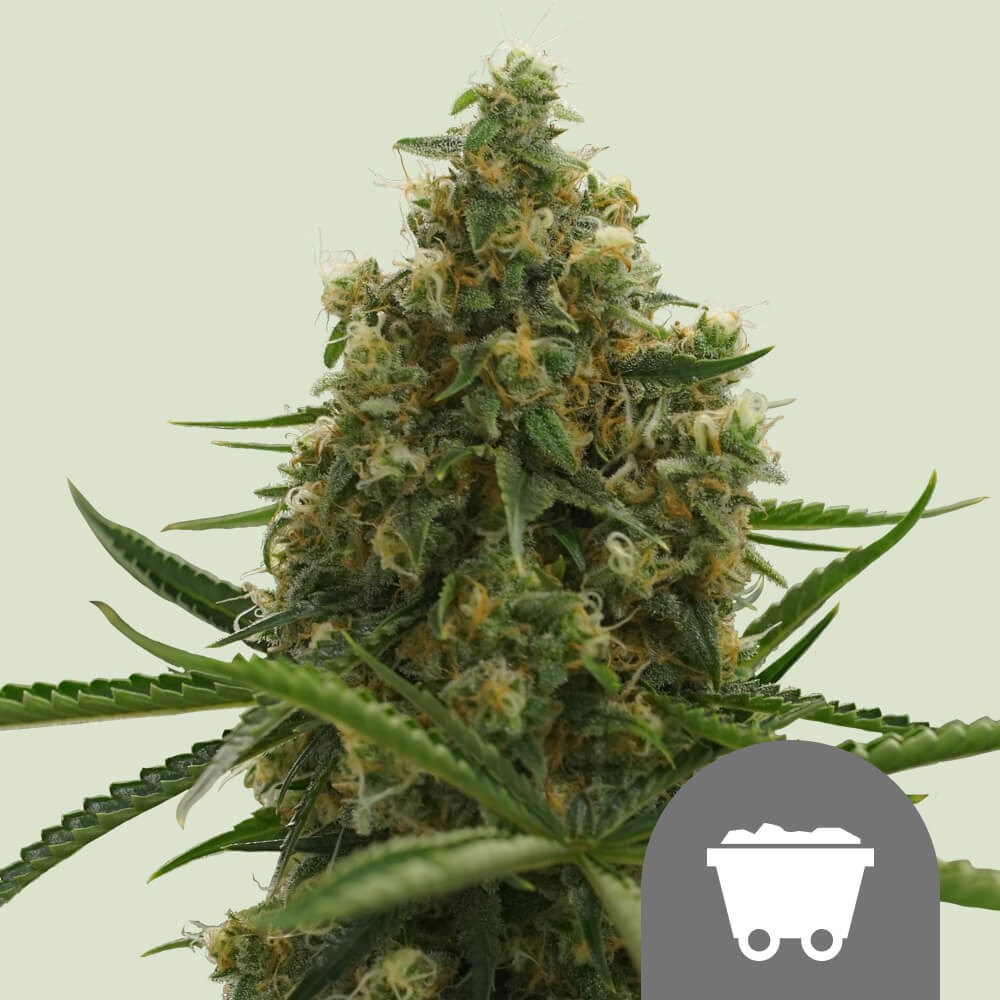 Semi Cannabis Lemon Shining Silver Haze Femminizzati Marijuana