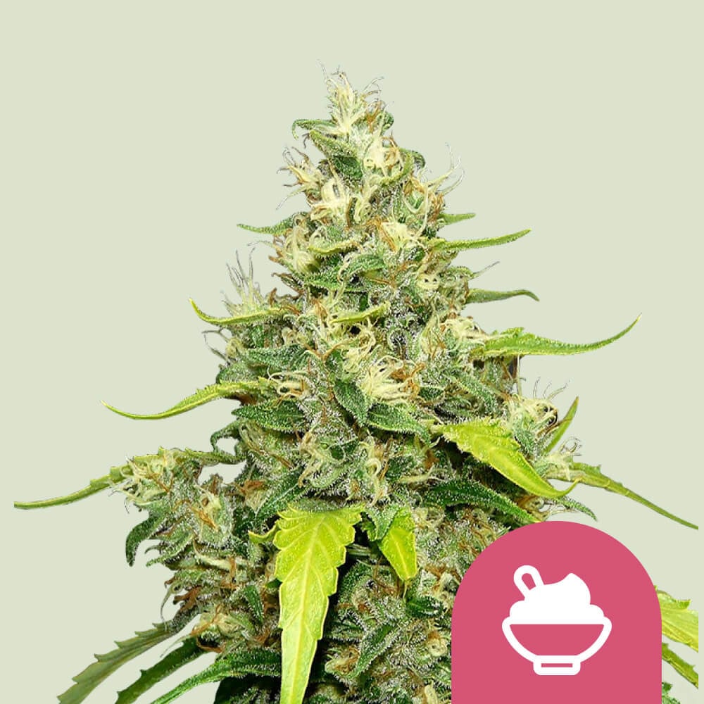 Bustine per il Controllo dell'Umidità — Moisture Fighters - Royal Queen  Seeds