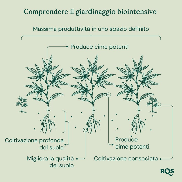 Illustrazione del giardinaggio biointensivo, che mostra massima produttività, piante più sane, gemme potenti, piantagione associata, coltivazione profonda e miglioramento della qualità del suolo.