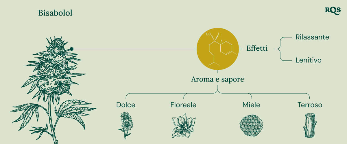 Infografica sul terpene bisabololo, che illustra i suoi effetti e aromi. Mostra descrizioni di effetti "rilassanti" e "calmanti", con note aromatiche come dolce, floreale, miele e terroso.