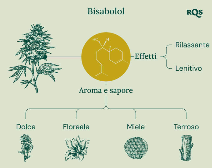 Infografica sul terpene bisabololo, che illustra i suoi effetti e aromi. Mostra descrizioni di effetti "rilassanti" e "calmanti", con note aromatiche come dolce, floreale, miele e terroso.