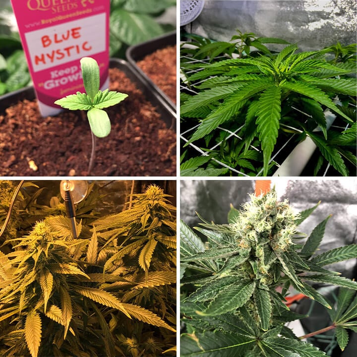 Collage che mostra gli stadi di crescita del cannabis Blue Mystic: seme, pianta giovane con foglie, fiore in gemmazione e pianta matura con gemme dense. 