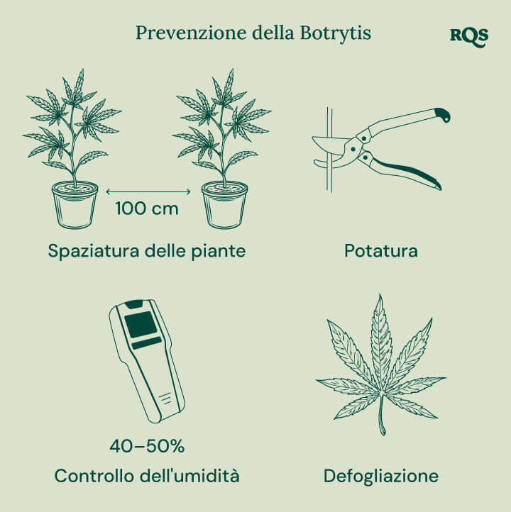 How to treat botrytis in cannabis