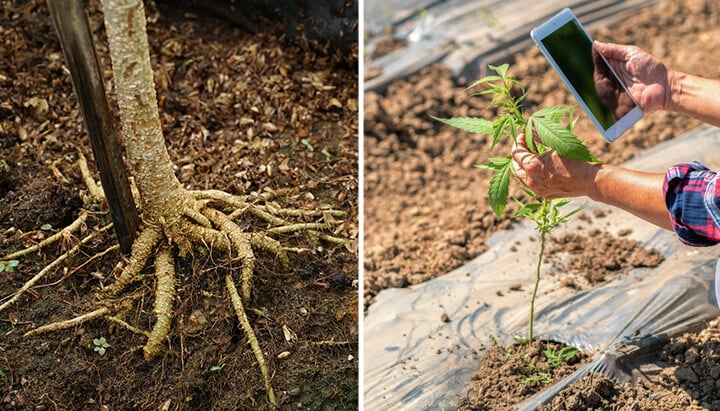 Due immagini: A sinistra mostra un tronco d'albero con radici esposte. A destra, una mano che tiene un tablet accanto a una giovane pianta di cannabis in un campo.