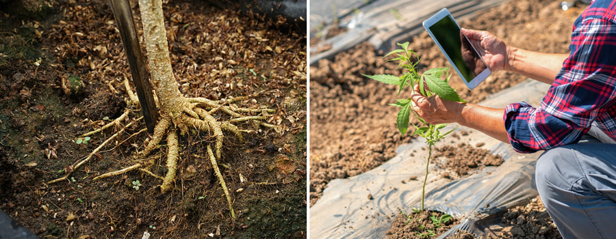 Due immagini: A sinistra mostra un tronco d'albero con radici esposte. A destra, una mano che tiene un tablet accanto a una giovane pianta di cannabis in un campo.