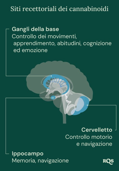 Cannabinoid Receptor Sites