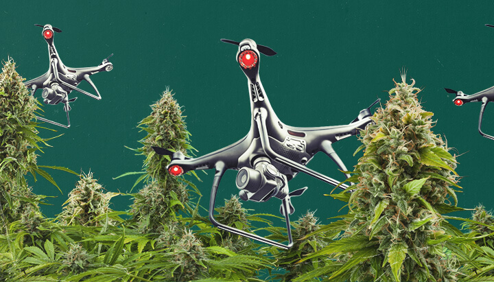 Un drone equipaggiato con tecnologia di sorveglianza che sorvola un campo di cannabis all'aperto, illustrando le sfide della sorveglianza aerea della cannabis e le strategie che i coltivatori devono adottare per proteggere le loro piante dalla scoperta.