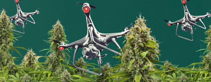 Un drone equipaggiato con tecnologia di sorveglianza che sorvola un campo di cannabis all'aperto, illustrando le sfide della sorveglianza aerea della cannabis e le strategie che i coltivatori devono adottare per proteggere le loro piante dalla scoperta.