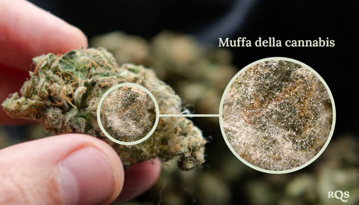 Un primo piano di muffa che cresce su un fiore di cannabis. La muffa è una sostanza bianca e pelosa che copre la superficie del fiore.