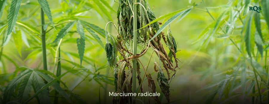 Pianta di cannabis colpita da marciume radicale con foglie ingiallite e cadenti, causata da irrigazione eccessiva e cattivo drenaggio. Evidenzia foglie di cannabis ingiallite e sintomi di marijuana ingiallita.