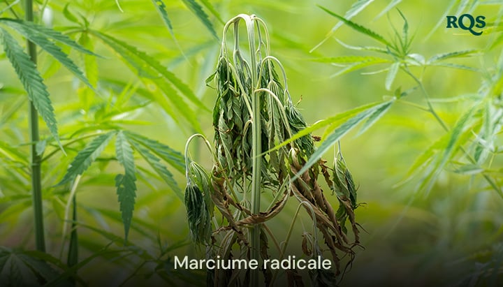 Pianta di cannabis colpita da marciume radicale con foglie ingiallite e cadenti, causata da irrigazione eccessiva e cattivo drenaggio. Evidenzia foglie di cannabis ingiallite e sintomi di marijuana ingiallita.