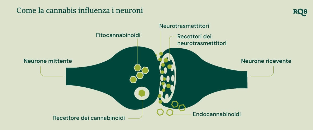 Infografica che mostra come i fitocannabinoidi e gli endocannabinoidi interagiscono con i recettori dei cannabinoidi, i neurotrasmettitori e i loro recettori. Il diagramma evidenzia il processo tra neuroni emittenti e riceventi nel contesto dei composti della cannabis che influenzano la funzione cerebrale.