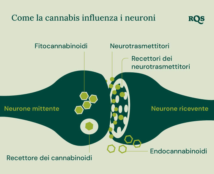 Infografica che mostra come i fitocannabinoidi e gli endocannabinoidi interagiscono con i recettori dei cannabinoidi, i neurotrasmettitori e i loro recettori. Il diagramma evidenzia il processo tra neuroni emittenti e riceventi nel contesto dei composti della cannabis che influenzano la funzione cerebrale.