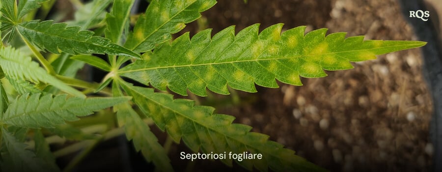 Foglia di cannabis colpita da septoria fogliare, che mostra macchie gialle e scolorimento da infezione fungina. Esempio di ingiallimento delle foglie di cannabis e macchie gialle sulle foglie di cannabis.