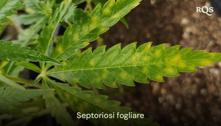 Foglia di cannabis colpita da septoria fogliare, che mostra macchie gialle e scolorimento da infezione fungina. Esempio di ingiallimento delle foglie di cannabis e macchie gialle sulle foglie di cannabis.