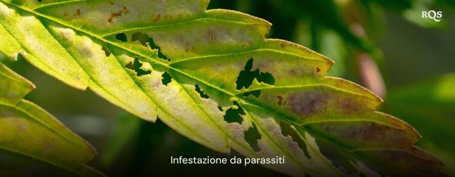 Foglia di cannabis danneggiata da parassiti, con buchi e scolorimento causati dall'infestazione. Relativo a macchie gialle sulle foglie di cannabis e ingiallimento legato ai parassiti.