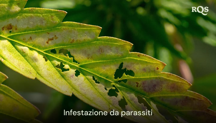 Foglia di cannabis danneggiata da parassiti, con buchi e scolorimento causati dall'infestazione. Relativo a macchie gialle sulle foglie di cannabis e ingiallimento legato ai parassiti.