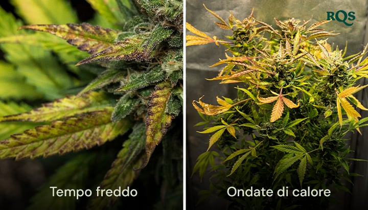 Confronto fianco a fianco di foglie di cannabis danneggiate dal freddo e dalle ondate di calore, con ingiallimento e arricciamento visibili. Evidenzia lo stress ambientale sulle foglie di cannabis che ingialliscono.