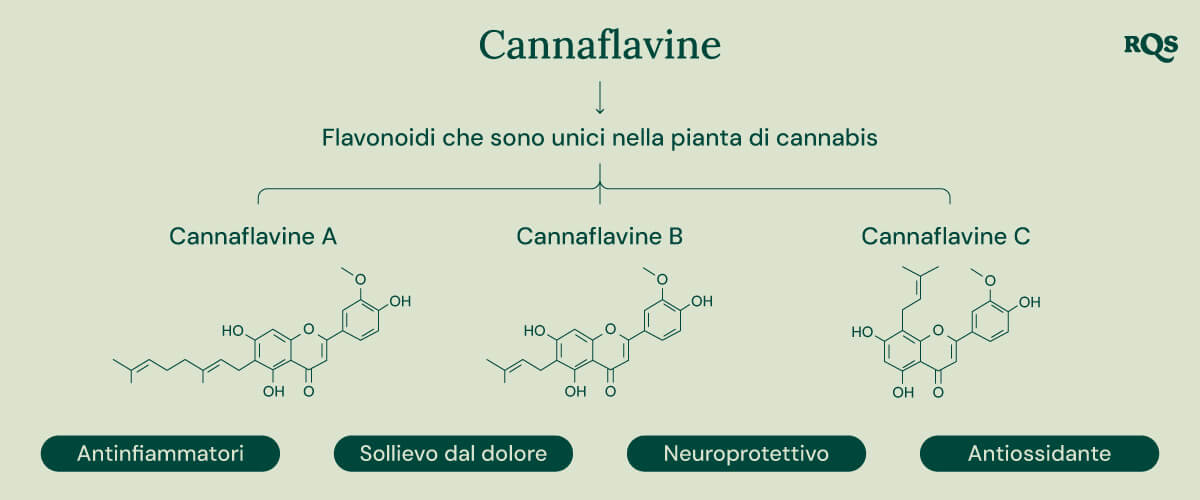 Infografica che mostra i tre cannflavine unici della pianta di cannabis: Cannflavina A, Cannflavina B e Cannflavina C. Ogni cannflavina è associata a un beneficio specifico per la salute: anti-infiammatorio, sollievo dal dolore, neuroprotettivo e antiossidante.