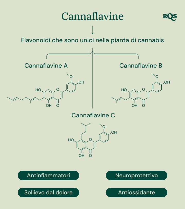 Infografica che mostra i tre cannflavine unici della pianta di cannabis: Cannflavina A, Cannflavina B e Cannflavina C. Ogni cannflavina è associata a un beneficio specifico per la salute: anti-infiammatorio, sollievo dal dolore, neuroprotettivo e antiossidante.