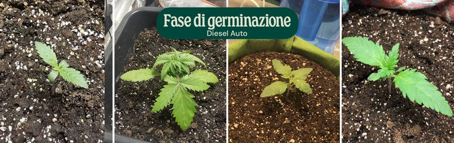 Diesel Auto Germination