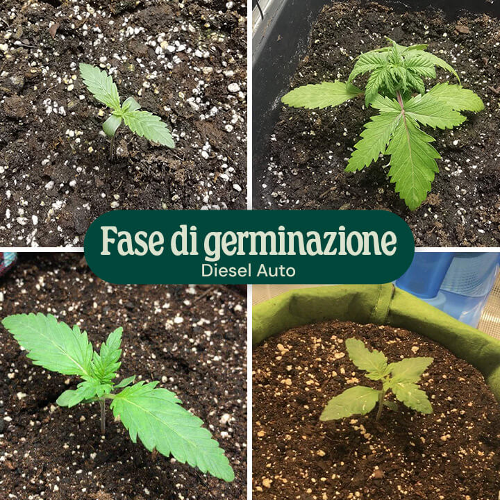 Diesel Auto Germination