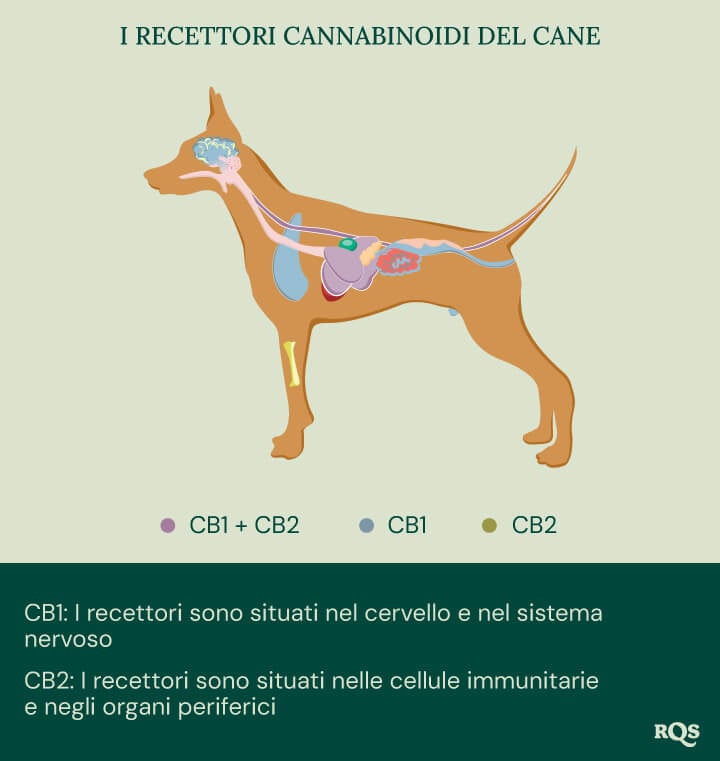 CBD for Dogs: What We Know So Far