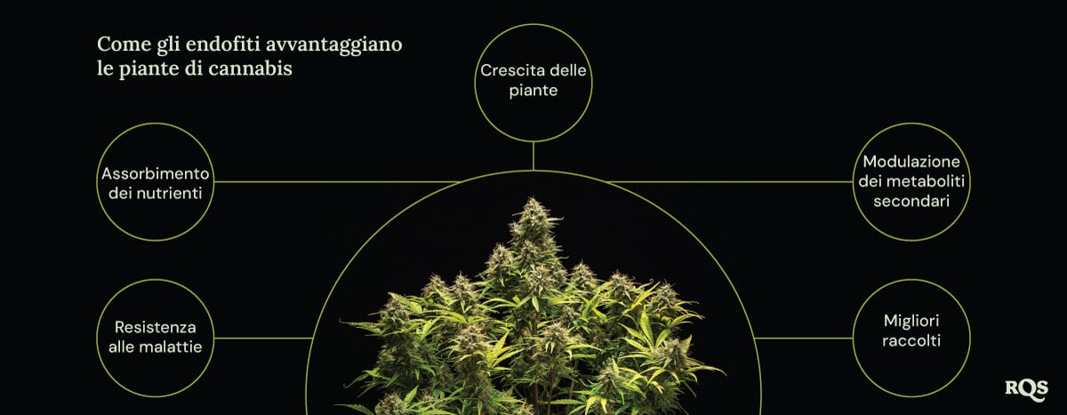 Un diagramma di una pianta di marijuana circondata da quattro cerchi che mostrano i benefici degli endofiti: crescita più rapida, migliore assorbimento dei nutrienti, resistenza alle malattie e aumento della produzione di composti medicinali.