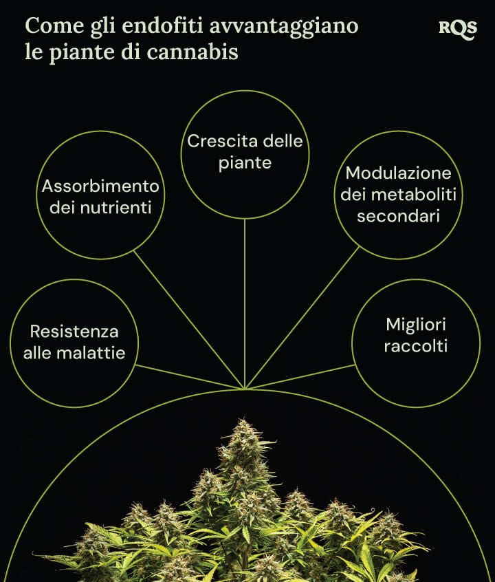 Un diagramma di una pianta di marijuana circondata da quattro cerchi che mostrano i benefici degli endofiti: crescita più rapida, migliore assorbimento dei nutrienti, resistenza alle malattie e aumento della produzione di composti medicinali.