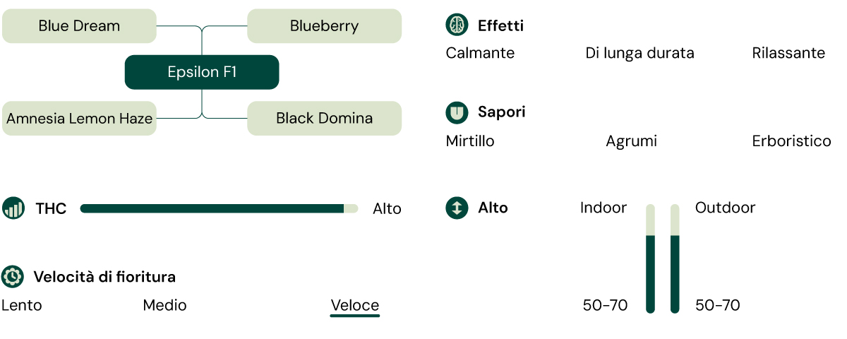 Infografica della varietà di cannabis Epsilon F1, un ibrido di Blue Dream e Blueberry con alto THC, che offre effetti calmanti, rilassanti e duraturi.