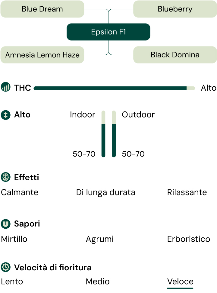 Infografica della varietà di cannabis Epsilon F1, un ibrido di Blue Dream e Blueberry con alto THC, che offre effetti calmanti, rilassanti e duraturi.