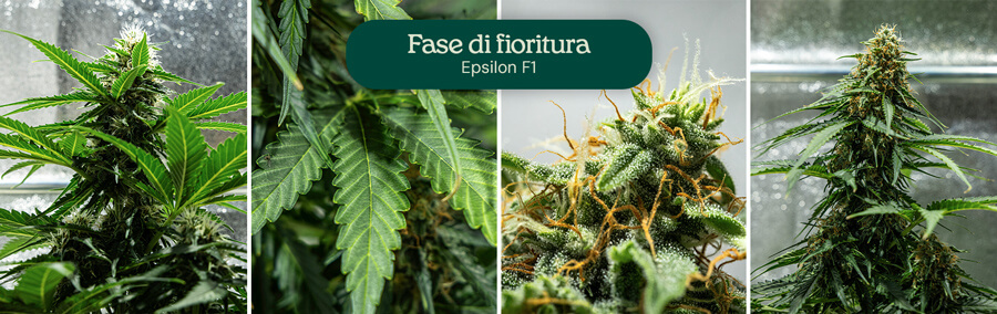 Fasi di fioritura della varietà di cannabis Epsilon F1: pianta giovane con pochi fiori, pianta con più fiori, pianta con fiori abbondanti, e pianta matura con molti fiori.