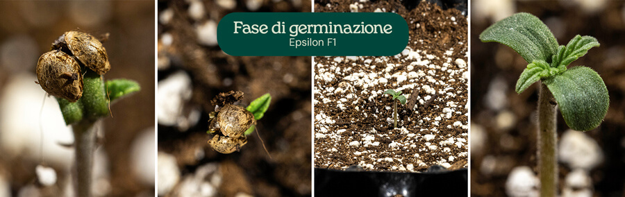 Fasi di germinazione per la cannabis Epsilon F1: un seme con radice principale, un seme con radice principale e cotiledoni, una piantina con cotiledoni e fusto, e una piantina con cotiledoni e foglie vere.