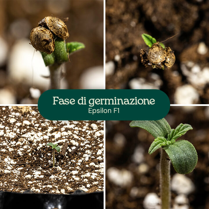 Fasi di germinazione per la cannabis Epsilon F1: un seme con radice principale, un seme con radice principale e cotiledoni, una piantina con cotiledoni e fusto, e una piantina con cotiledoni e foglie vere.