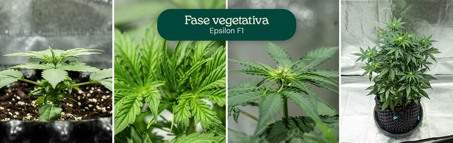 Fasi di crescita della cannabis Epsilon F1: 1) Piantina con foglie vere, 2) Piantina con foglie multiple, 3) Piantina con fusto, 4) Pianta matura con rami.