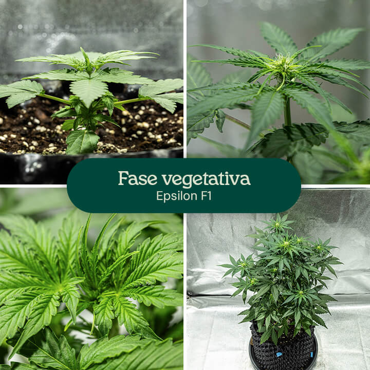 Fasi di crescita della cannabis Epsilon F1: 1) Piantina con foglie vere, 2) Piantina con foglie multiple, 3) Piantina con fusto, 4) Pianta matura con rami.