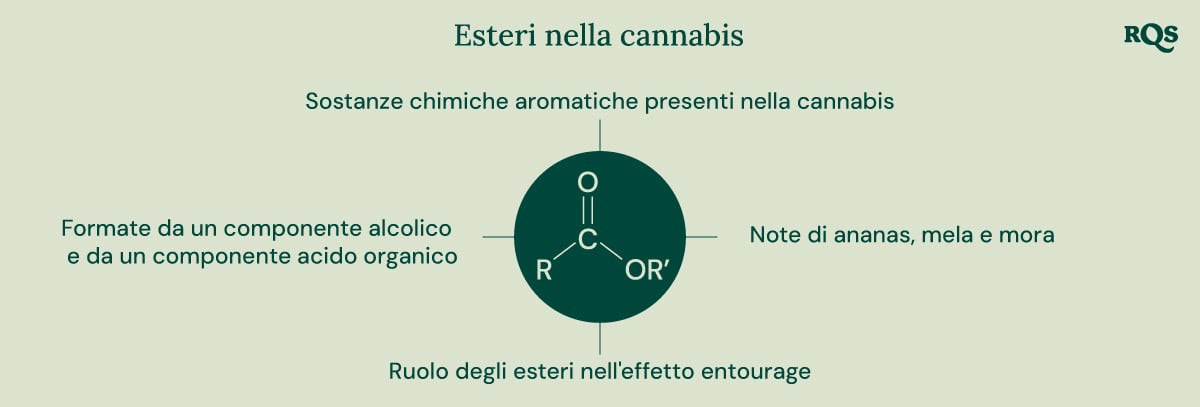 Un diagramma che illustra la struttura chimica degli esteri, la loro formazione da componenti alcoliche e acide organiche e il loro contributo all'aroma e all'effetto entourage della cannabis.