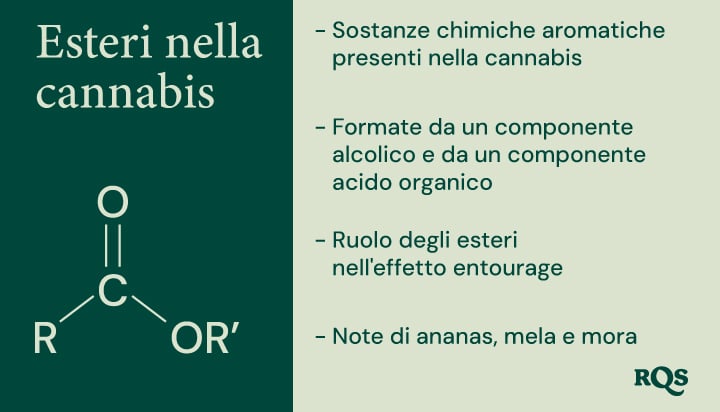 Un diagramma che illustra la struttura chimica degli esteri, la loro formazione da componenti alcoliche e acide organiche e il loro contributo all'aroma e all'effetto entourage della cannabis.