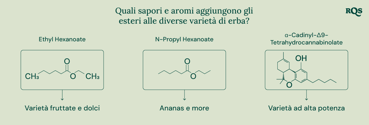 Un diagramma che illustra il ruolo degli esteri nel cannabis e in altre fonti naturali. Evidenzia la struttura chimica di alcuni esteri, i loro aromi associati e la loro presenza in varie piante e animali.