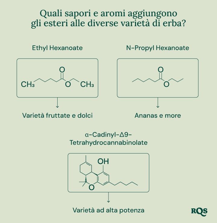 Un diagramma che illustra il ruolo degli esteri nel cannabis e in altre fonti naturali. Evidenzia la struttura chimica di alcuni esteri, i loro aromi associati e la loro presenza in varie piante e animali.