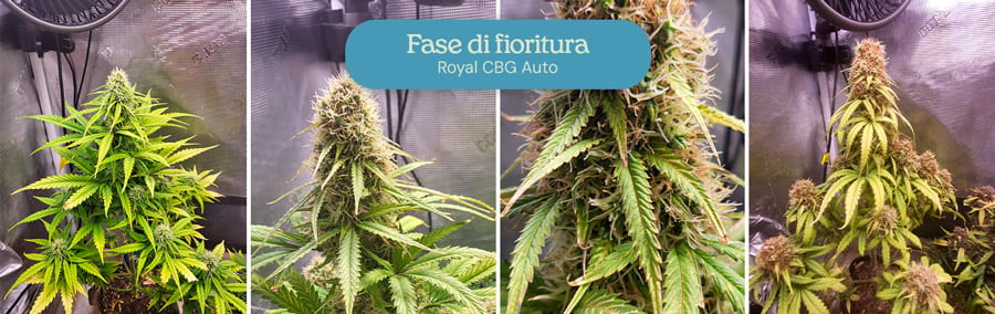 Fase di fioritura della varietà di cannabis Royal CBG Auto. Le piante presentano cime dense e brinate con foglie verdi vivaci, indicando la maturità e la prontezza dei fiori per il raccolto.