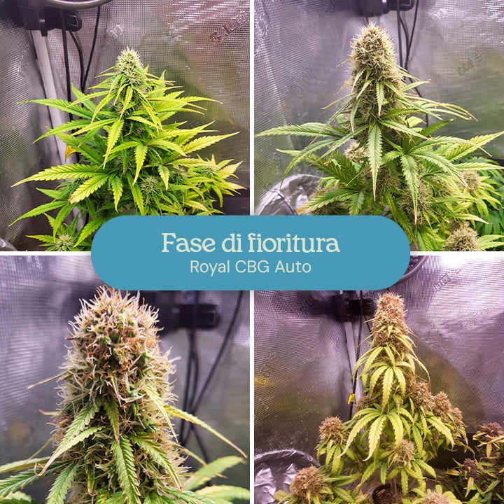 Fase di fioritura della varietà di cannabis Royal CBG Auto. Le piante presentano cime dense e brinate con foglie verdi vivaci, indicando la maturità e la prontezza dei fiori per il raccolto.