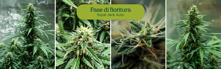 "Fioritura della pianta di cannabis: piante mature con grandi boccioli densi e foglie vivaci sono pronte per la raccolta. "