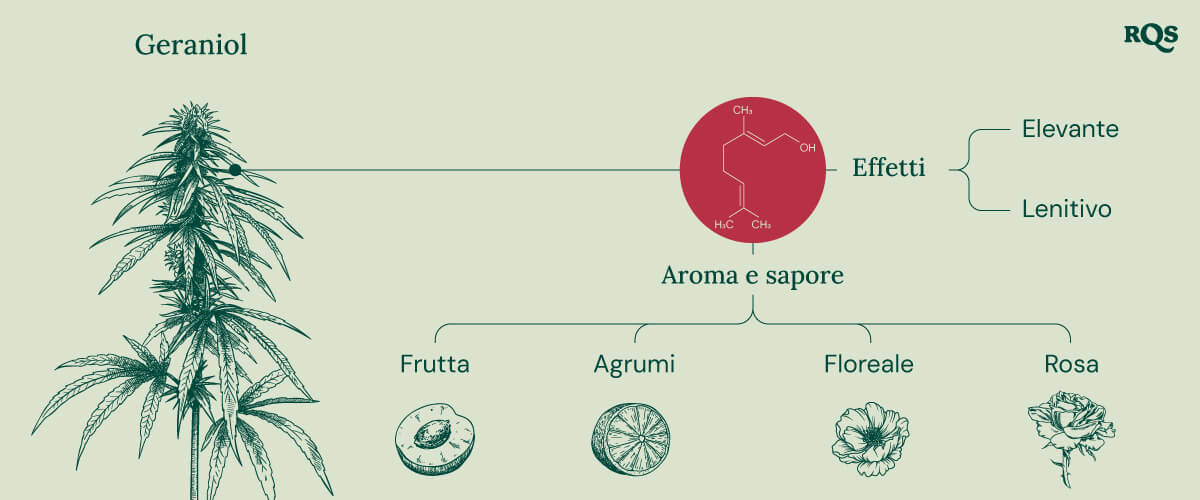 Infografica che illustra le caratteristiche del terpene geraniolo, evidenziando i suoi effetti lenitivi e stimolanti, la potenziale interazione con i recettori cannabinoidi e il suo ruolo nell'amplificazione degli effetti del THC nei prodotti a base di cannabis.